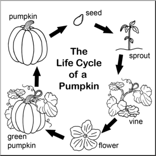 Detail Pumpkin Life Cycle Clipart Nomer 9