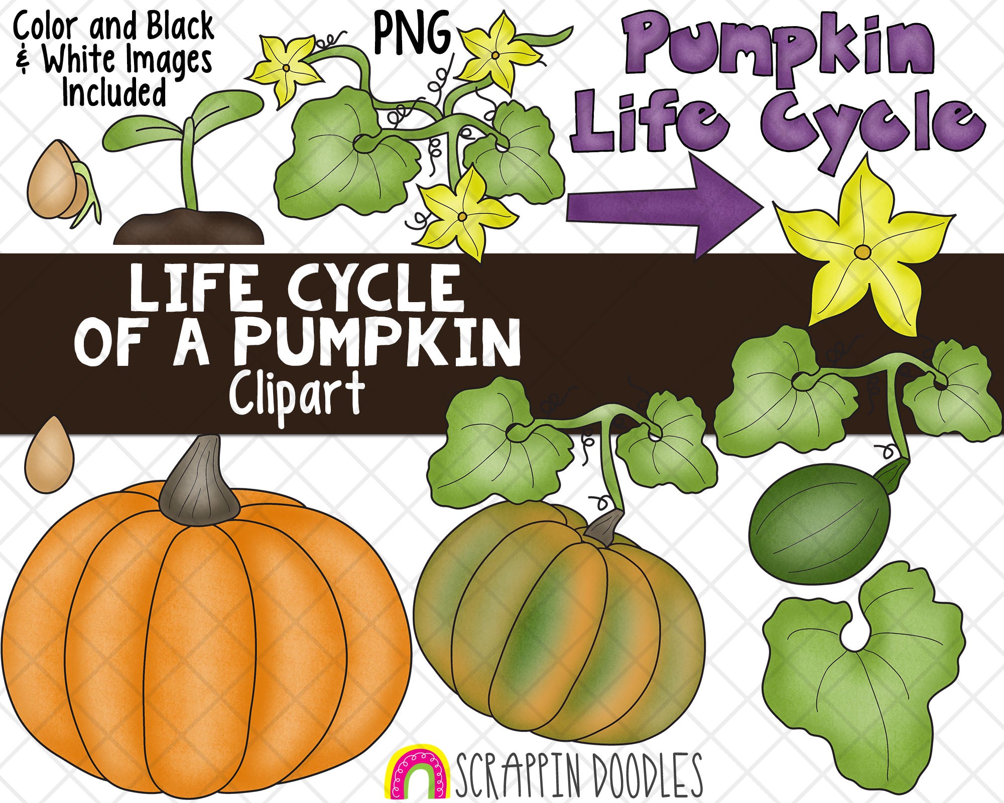 Detail Pumpkin Life Cycle Clipart Nomer 10