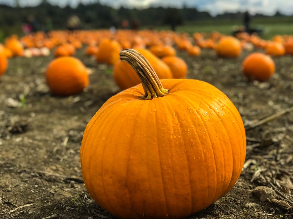 Pumpkin Photos Free - KibrisPDR