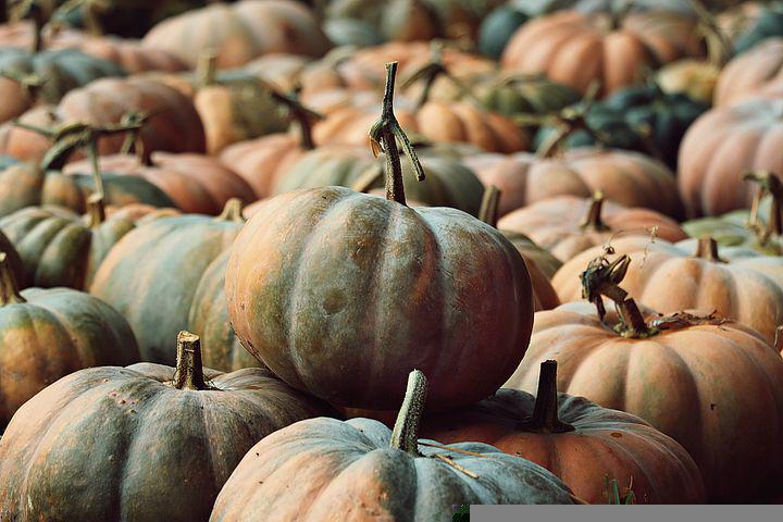 Detail Pumpkin Photos Free Nomer 19