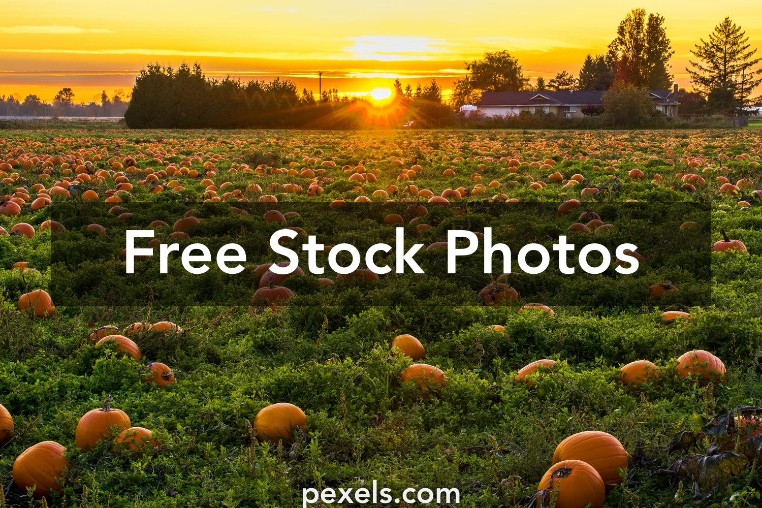 Detail Pumpkin Photos Free Nomer 33