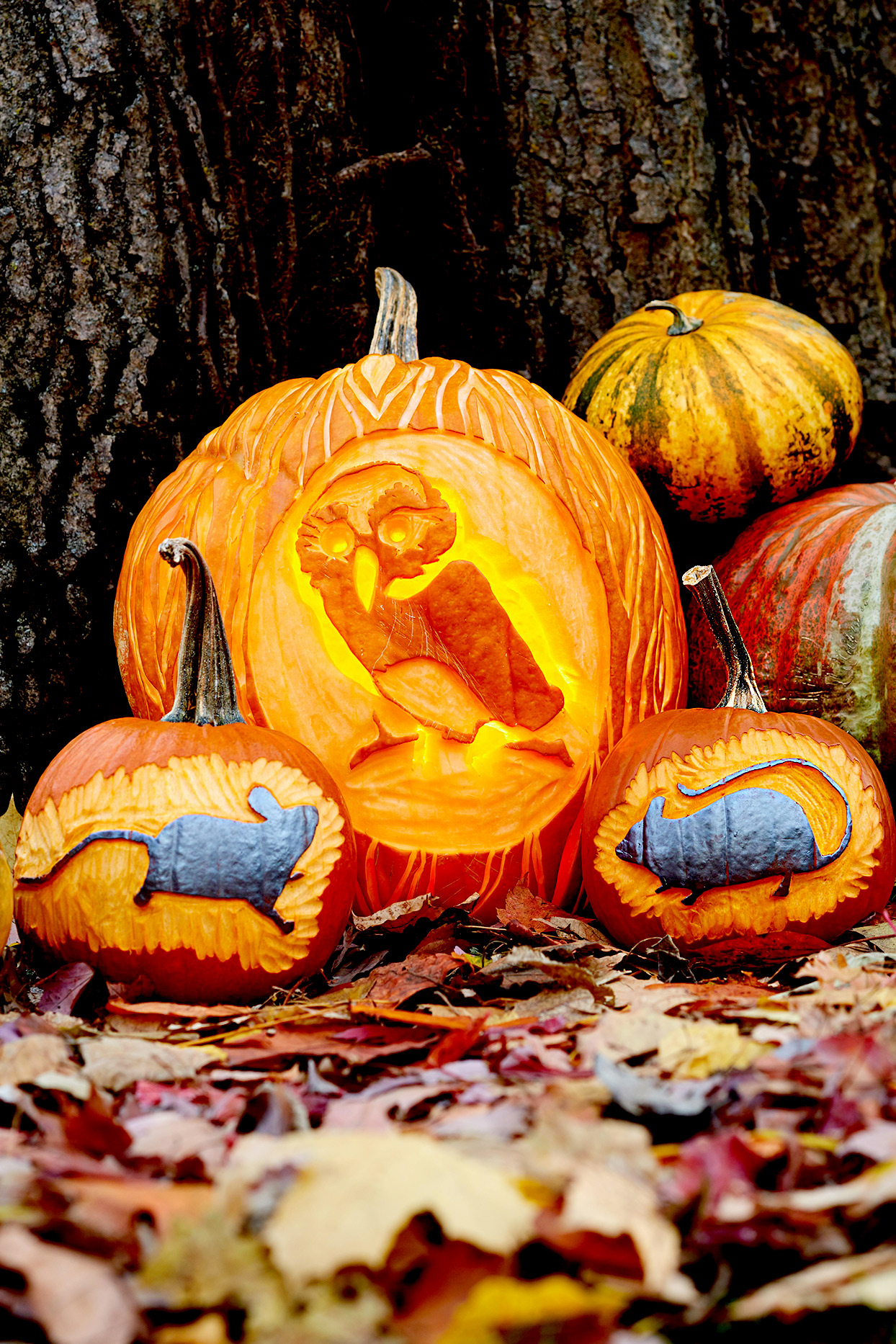 Detail Pumpkin Pictures Free Nomer 37