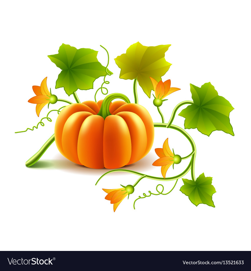 Detail Pumpkin Plant Images Nomer 9