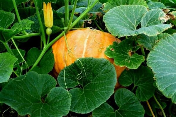 Detail Pumpkin Plant Images Nomer 17