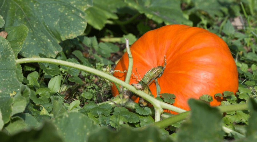 Detail Pumpkin Plant Images Nomer 20