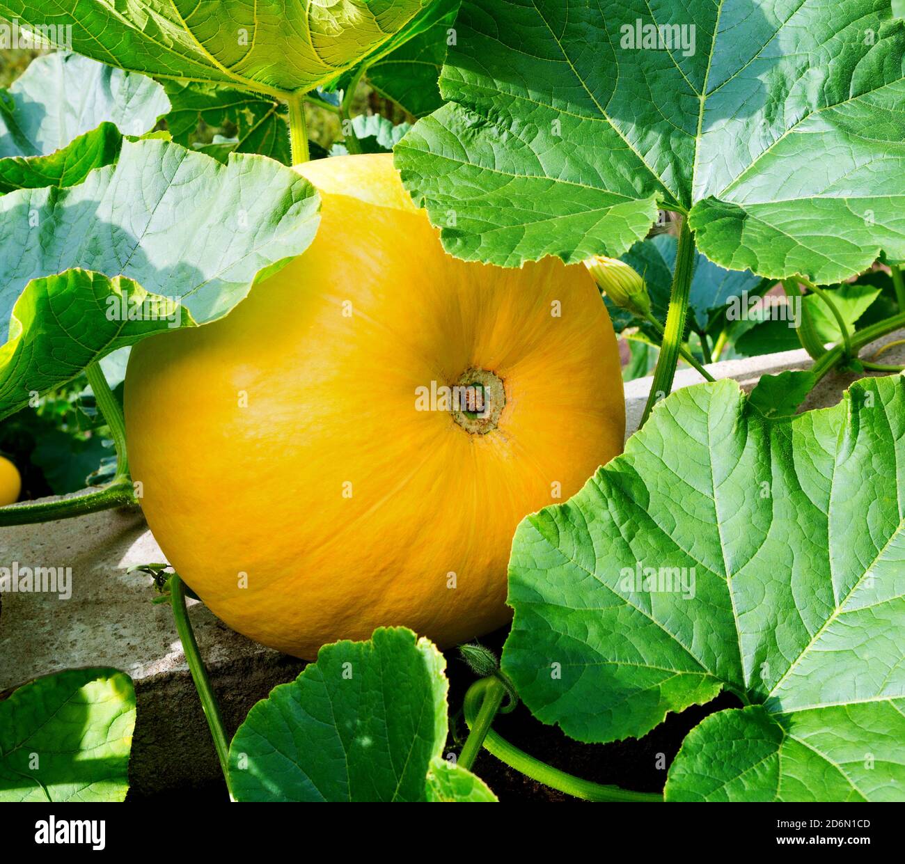 Detail Pumpkin Plant Images Nomer 36