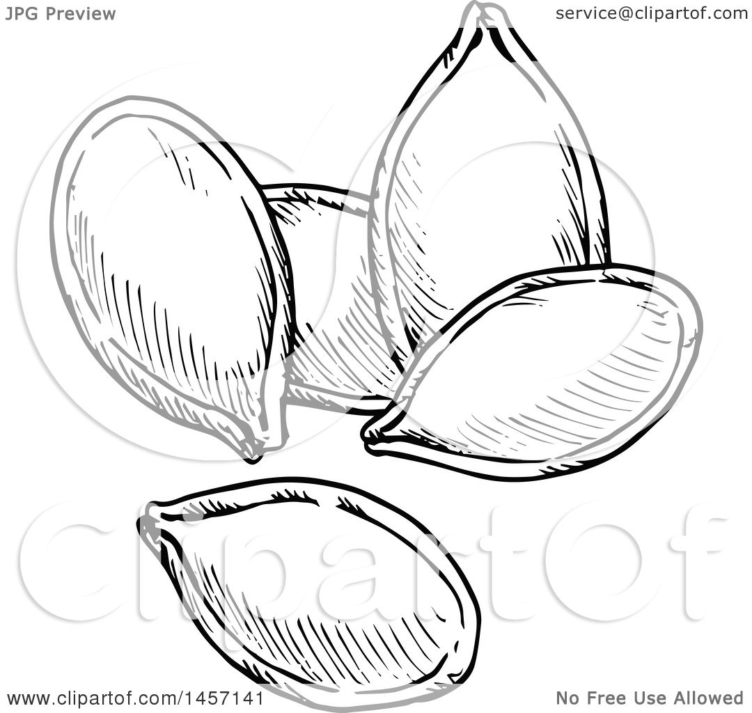 Detail Pumpkin Seed Clip Art Nomer 32