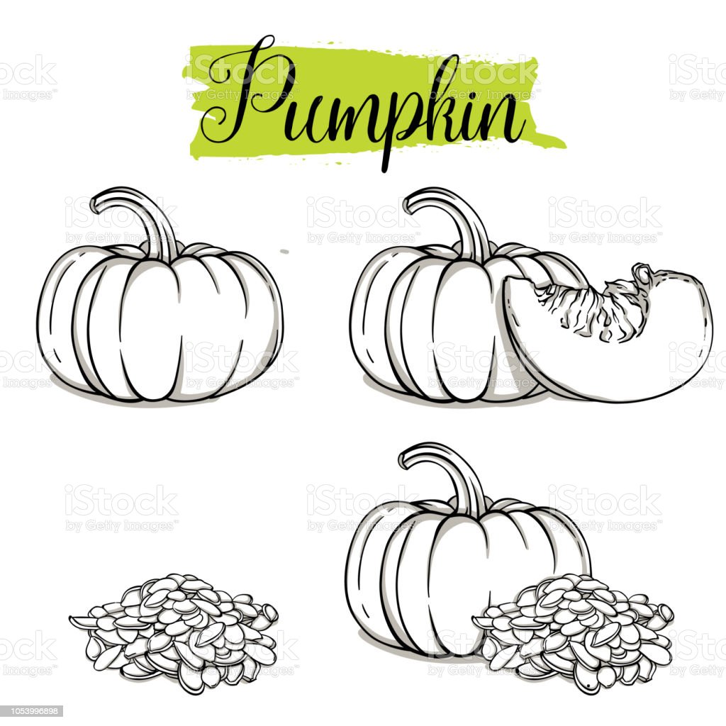 Detail Pumpkin Seed Clip Art Nomer 45