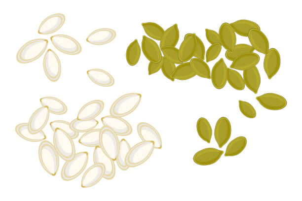 Detail Pumpkin Seed Clip Art Nomer 9