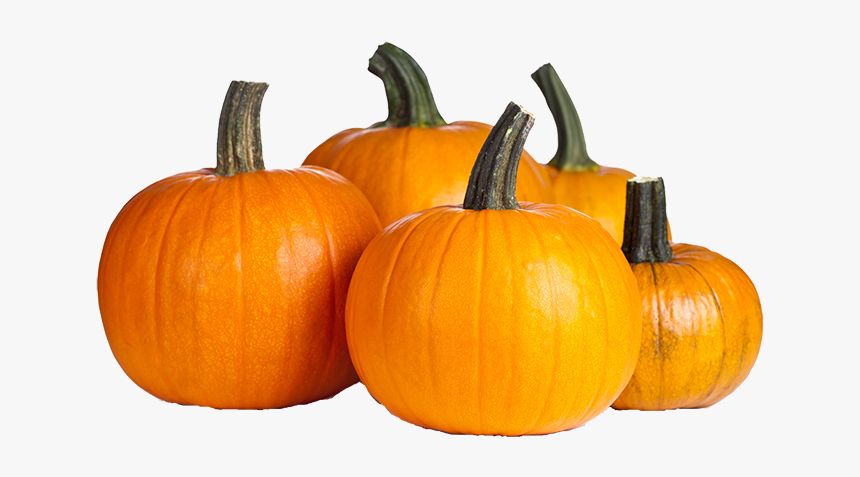 Detail Pumpkin Transparent Png Nomer 23