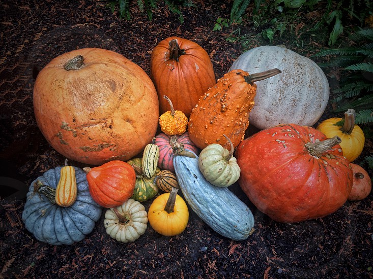 Detail Pumpkin Variety Photos Nomer 10