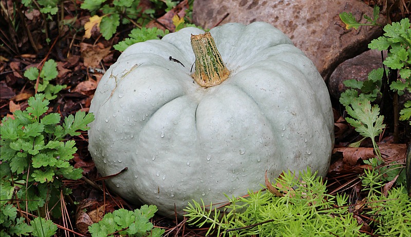 Detail Pumpkin Variety Photos Nomer 14