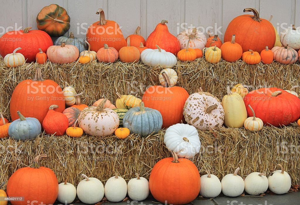 Detail Pumpkin Variety Photos Nomer 8