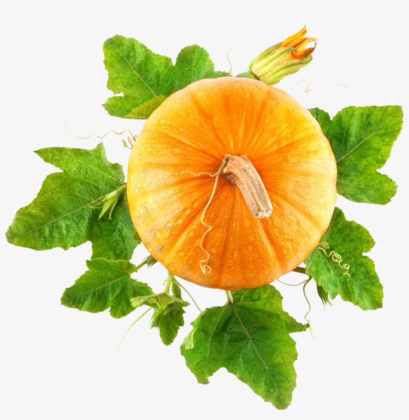 Detail Pumpkins Transparent Background Nomer 40