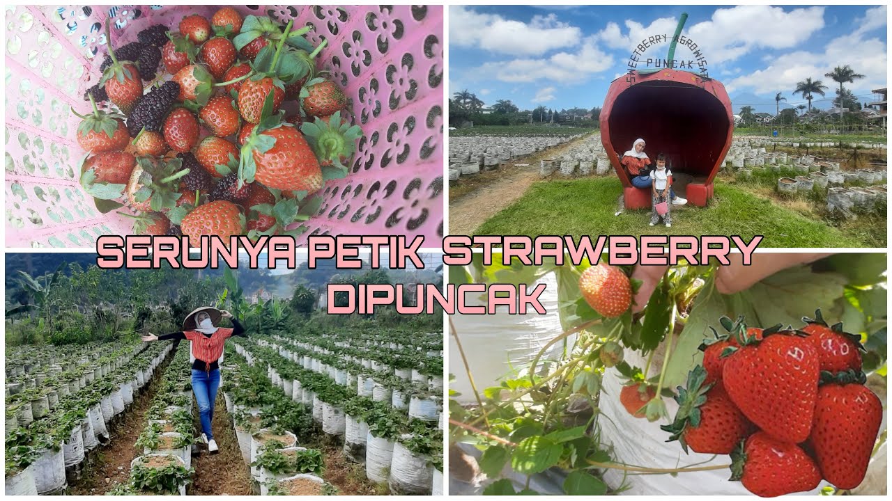 Detail Puncak Berry Farm Nomer 21