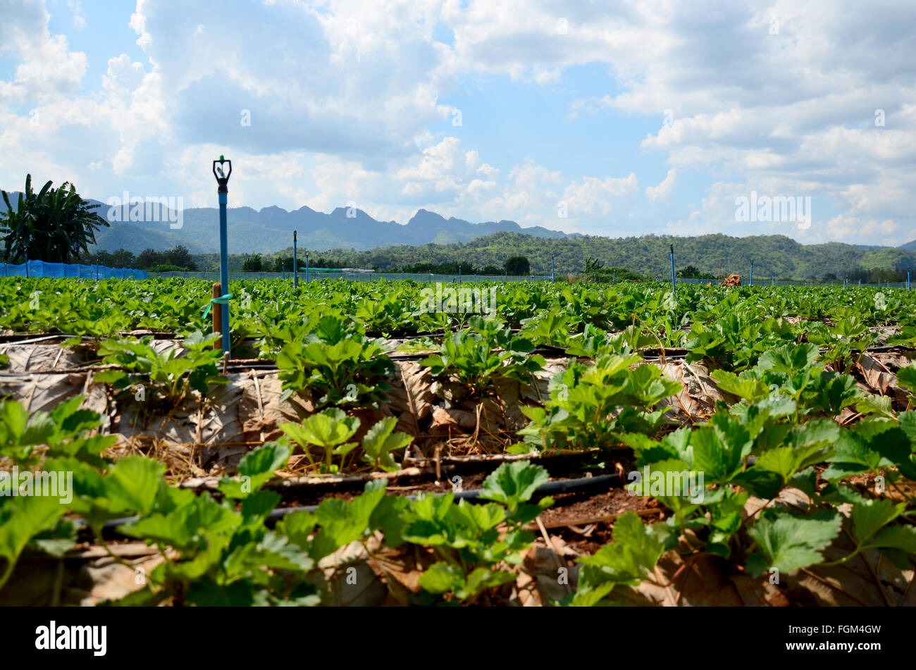 Detail Puncak Berry Farm Nomer 54