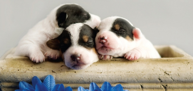 Detail Puppies Images Free Nomer 14