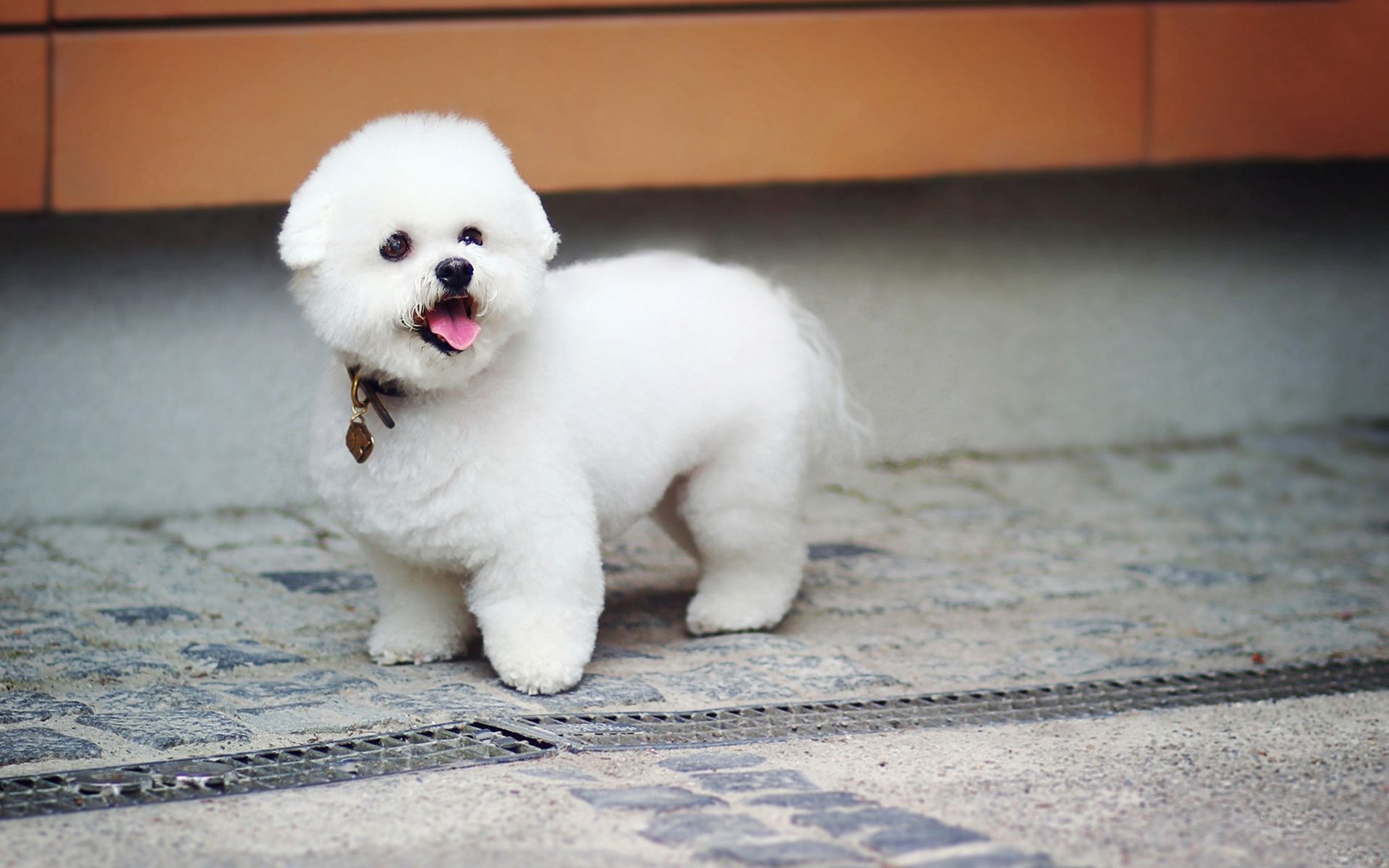 Detail Puppies Pictures Download Nomer 23