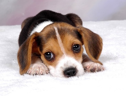 Detail Puppies Pictures Download Nomer 30