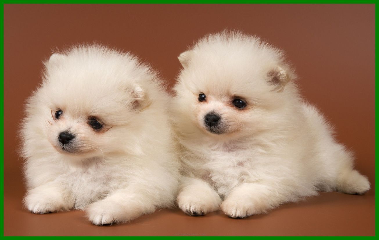Detail Puppies Pictures Download Nomer 31