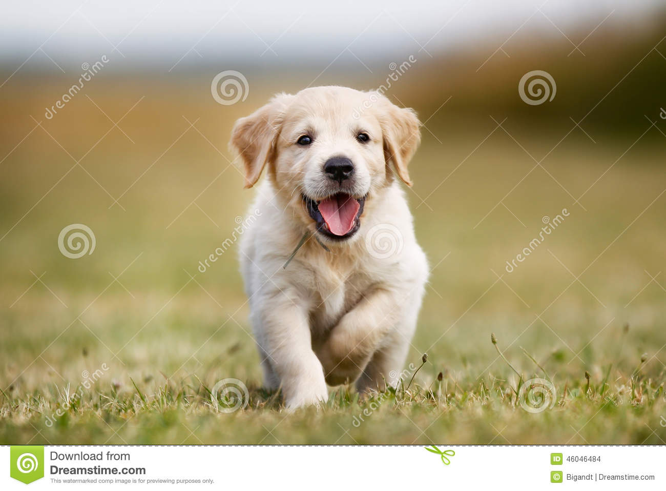 Detail Puppies Pictures Download Nomer 33