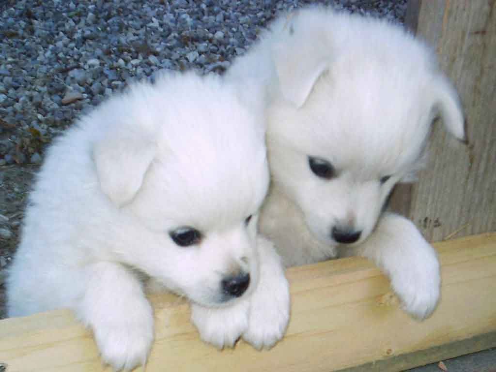 Detail Puppies Pictures Download Nomer 35