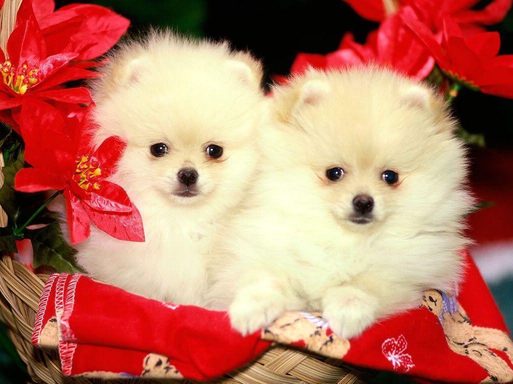Detail Puppies Pictures Download Nomer 10