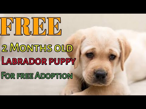 Detail Puppies Pictures Free Nomer 26