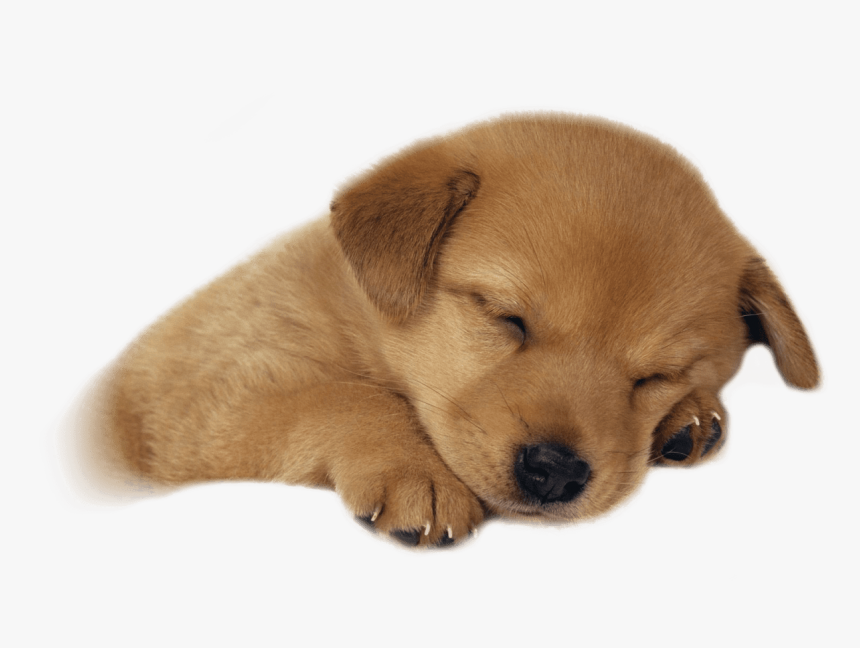 Detail Puppy Dogs Png Nomer 24