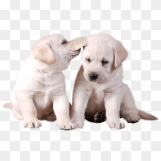 Detail Puppy Dogs Png Nomer 33