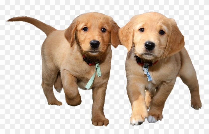 Detail Puppy Dogs Png Nomer 37