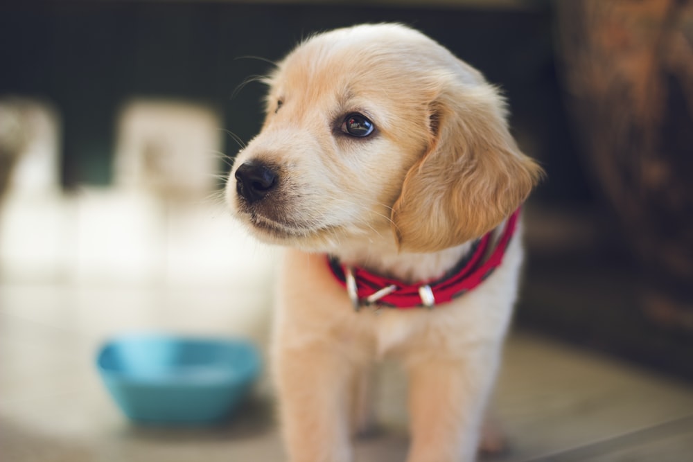 Puppy Images Download - KibrisPDR