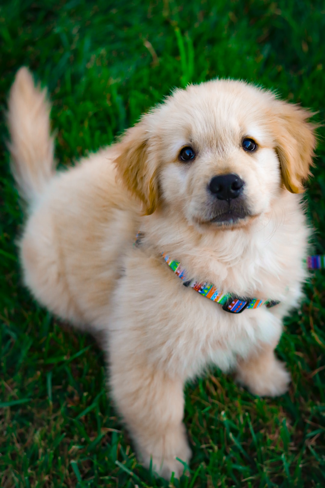 Detail Puppy Images Download Nomer 2