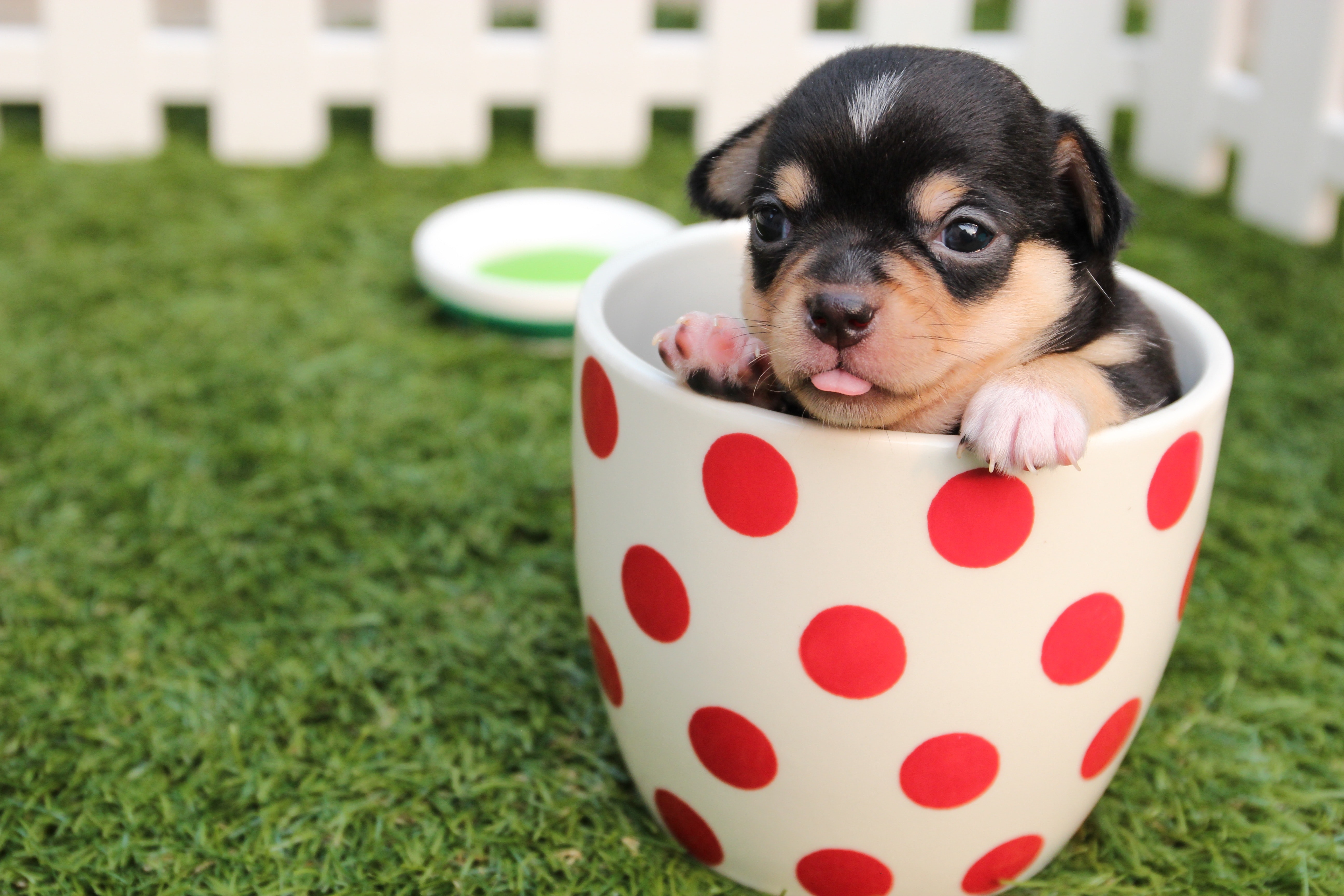 Detail Puppy Images Download Nomer 11
