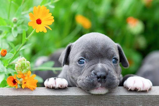 Detail Puppy Images Download Nomer 12