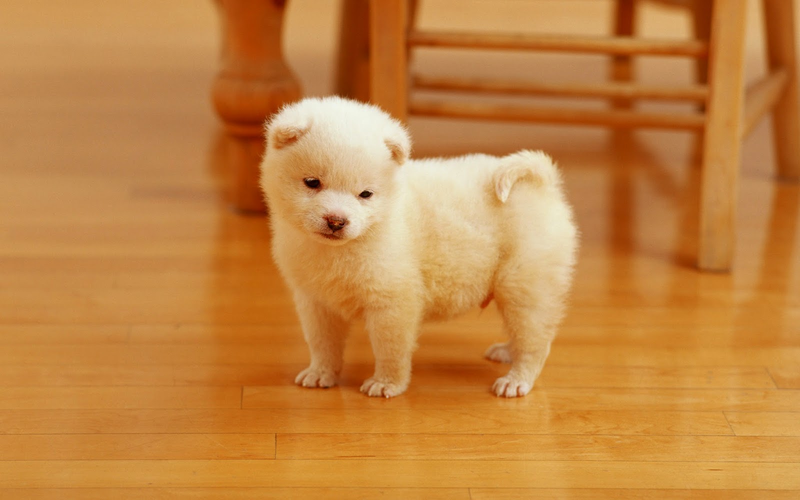 Detail Puppy Images Download Nomer 13