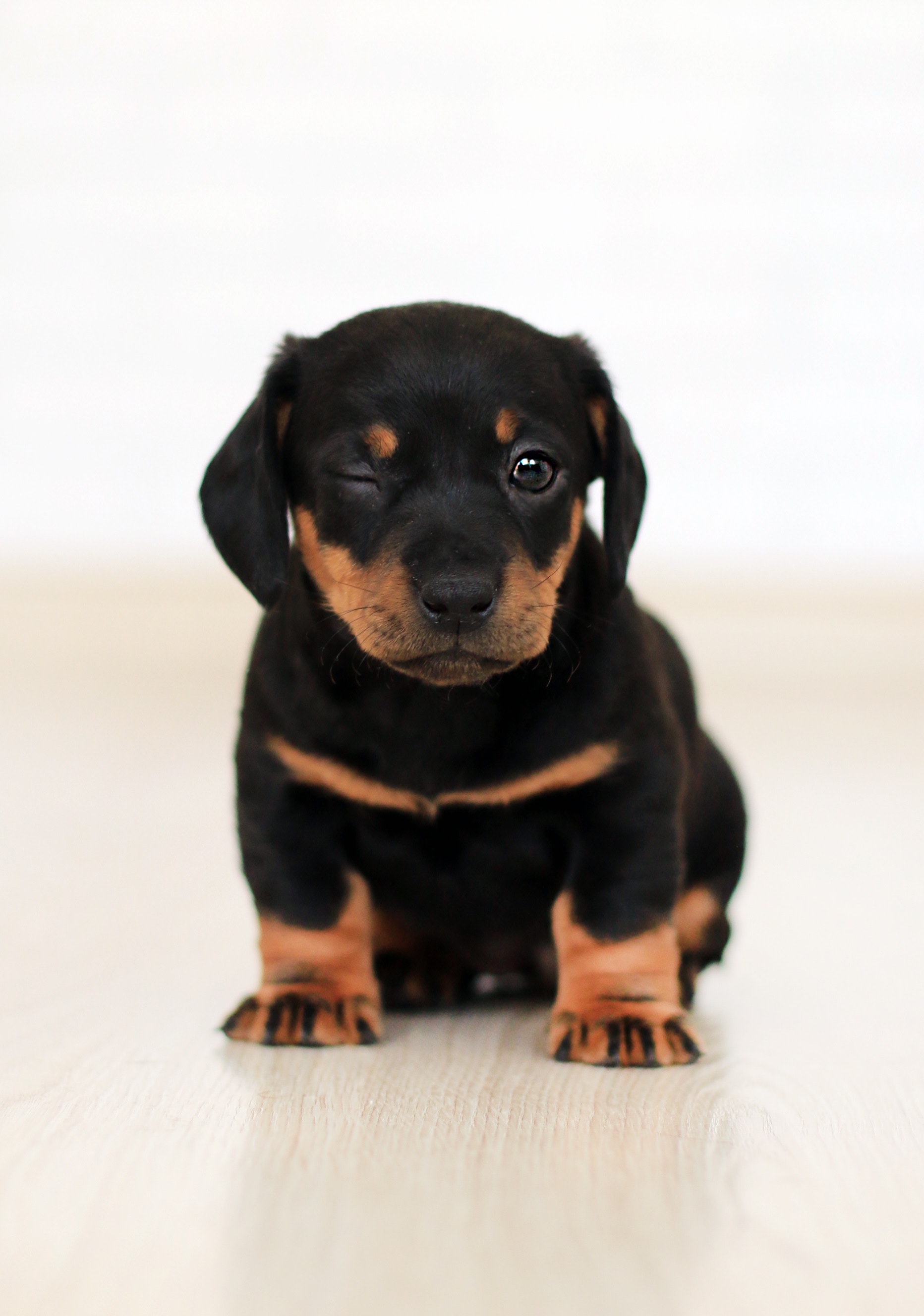 Detail Puppy Images Download Nomer 14