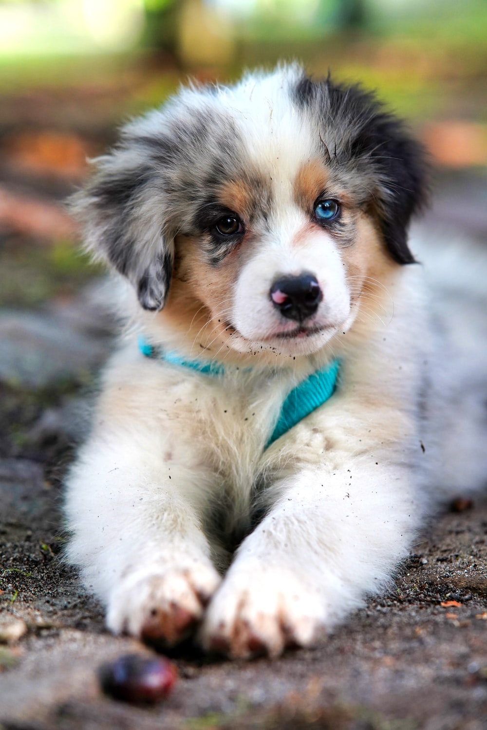 Detail Puppy Images Download Nomer 15