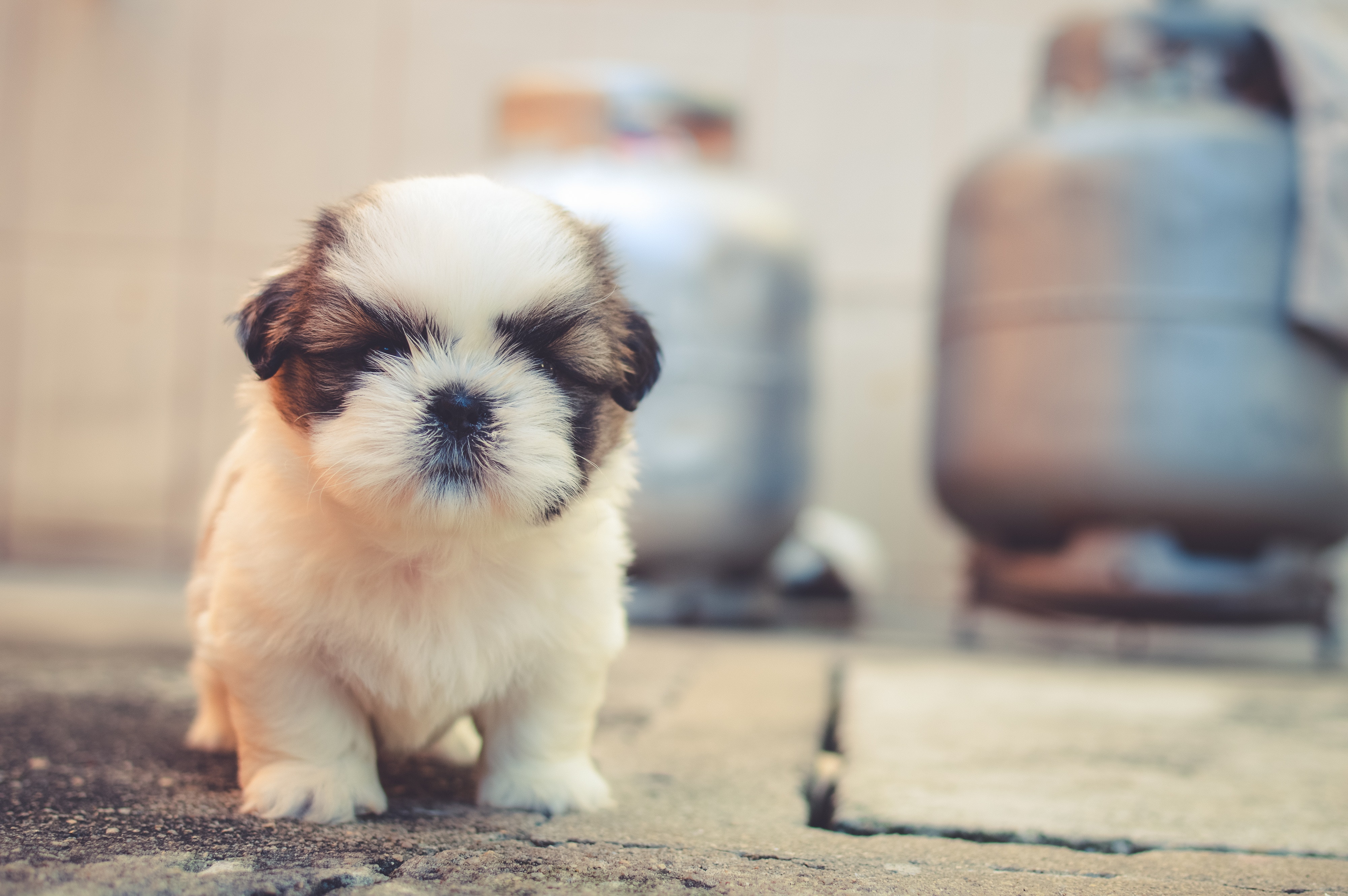 Detail Puppy Images Download Nomer 17