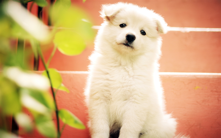 Detail Puppy Images Download Nomer 18
