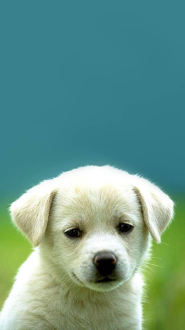 Detail Puppy Images Download Nomer 19