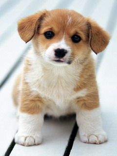 Detail Puppy Images Download Nomer 3