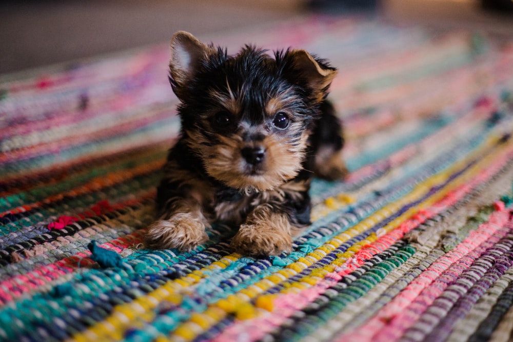 Detail Puppy Images Download Nomer 21