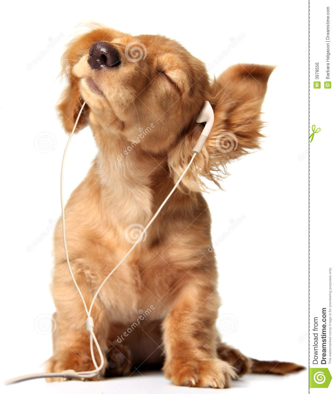 Detail Puppy Images Download Nomer 23