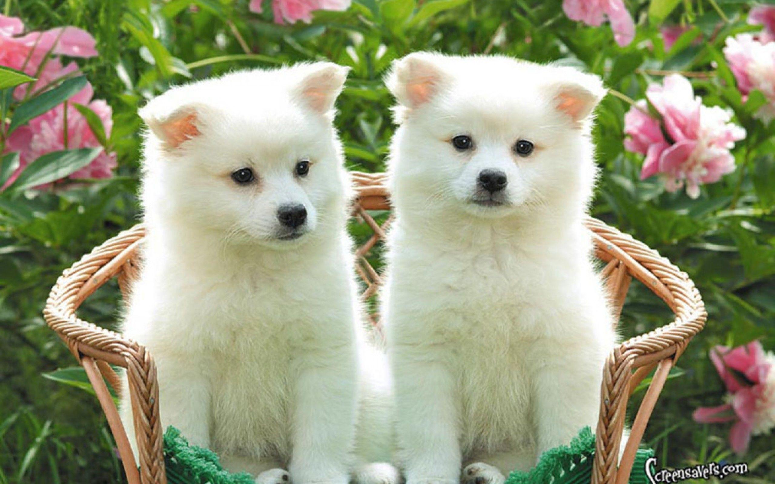 Detail Puppy Images Download Nomer 24