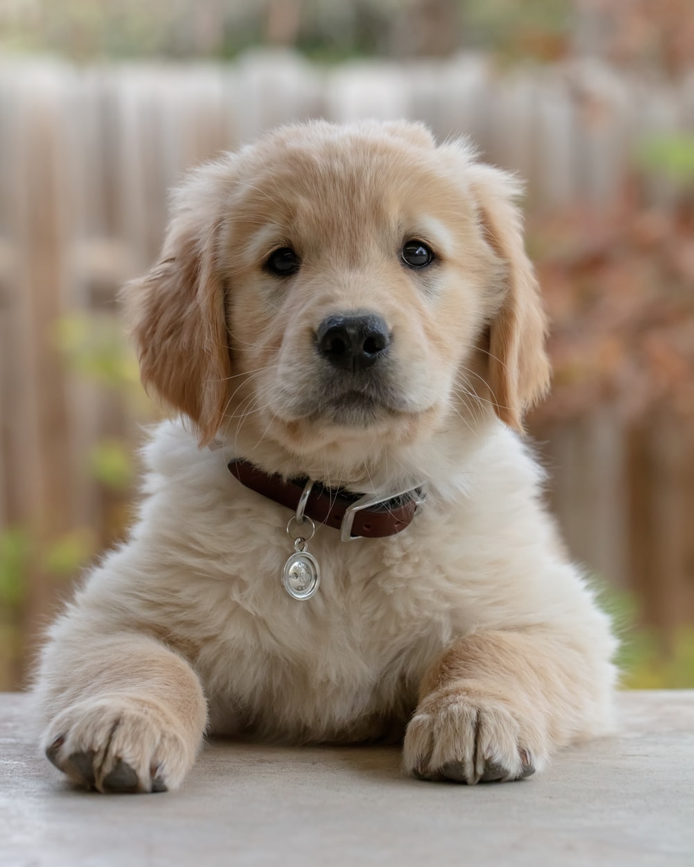 Detail Puppy Images Download Nomer 25
