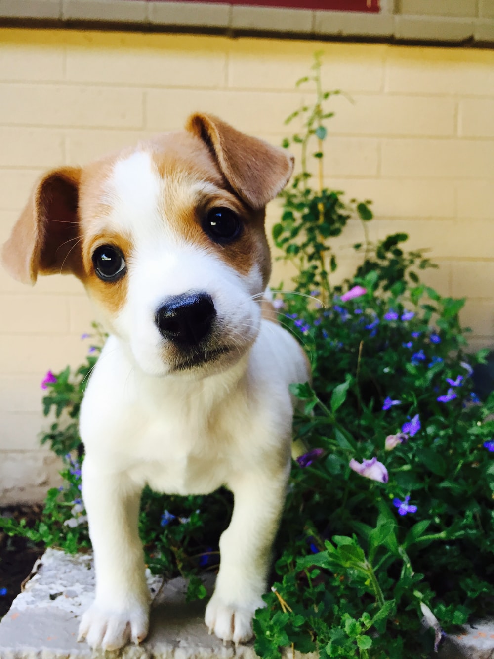 Detail Puppy Images Download Nomer 26