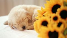 Detail Puppy Images Download Nomer 27