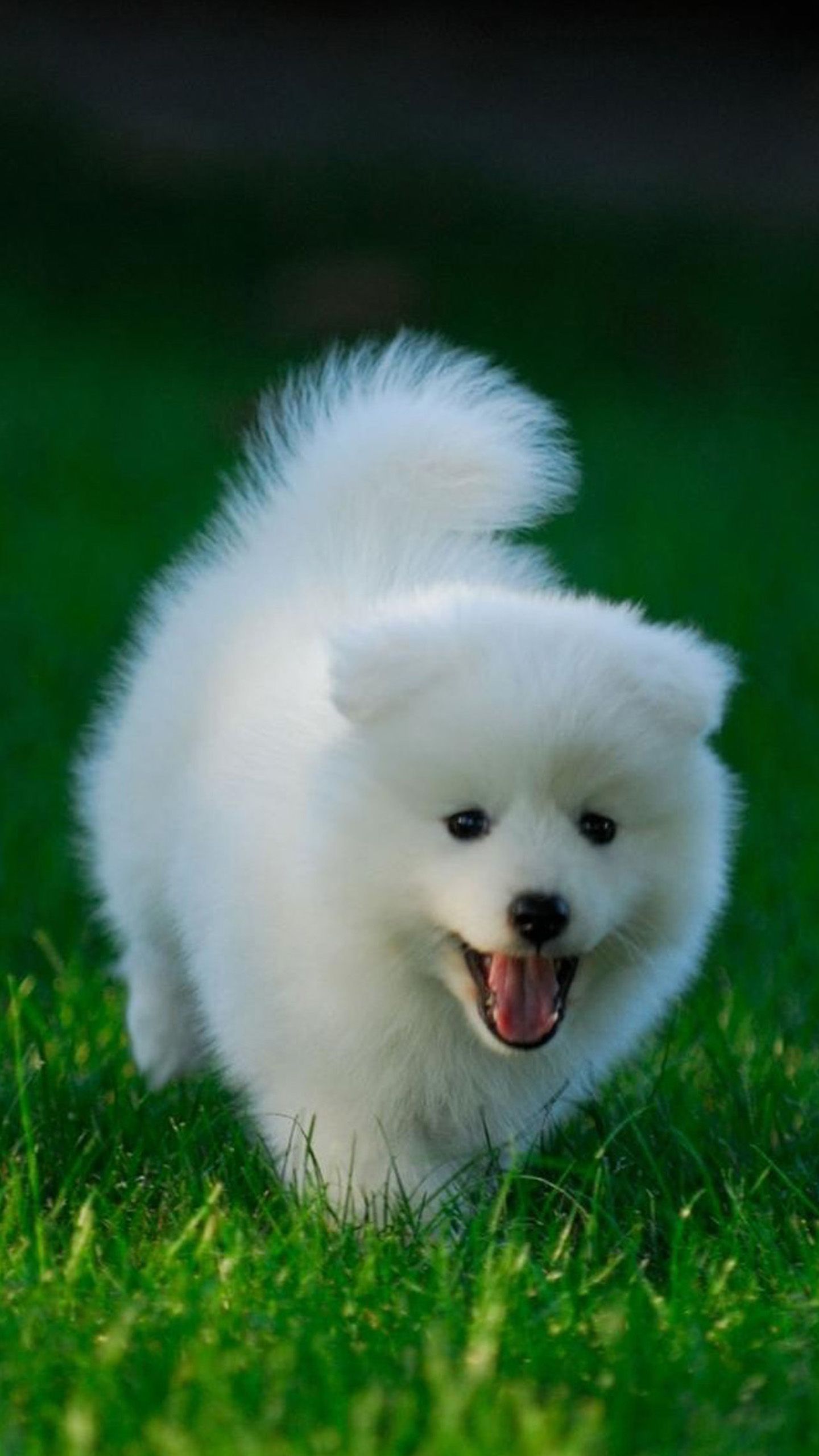 Detail Puppy Images Download Nomer 28