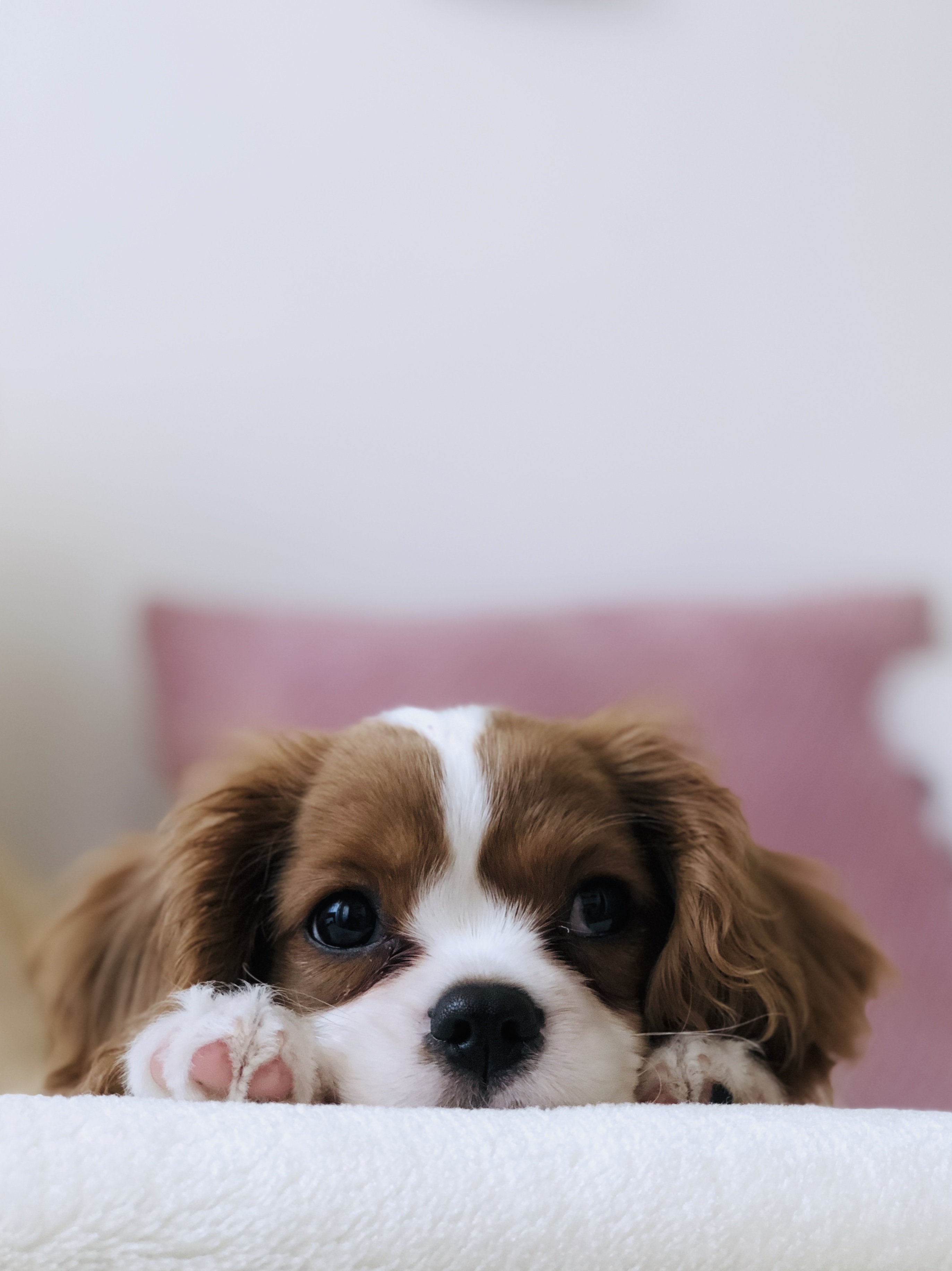 Detail Puppy Images Download Nomer 4